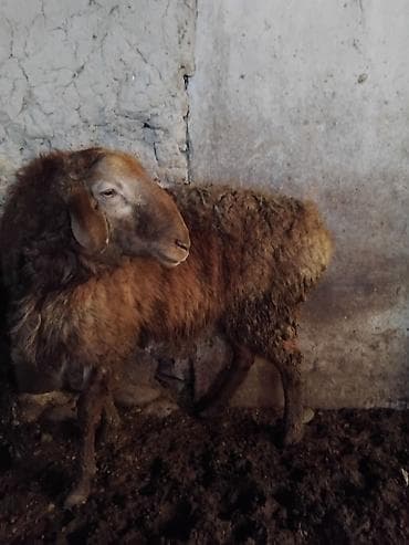 Продаю | Овца (самка) | Для разведения | Матка