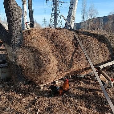 Отдам даром: Сено - Натуральное луговое сено - Подходит для кормления КРС, коз — 1