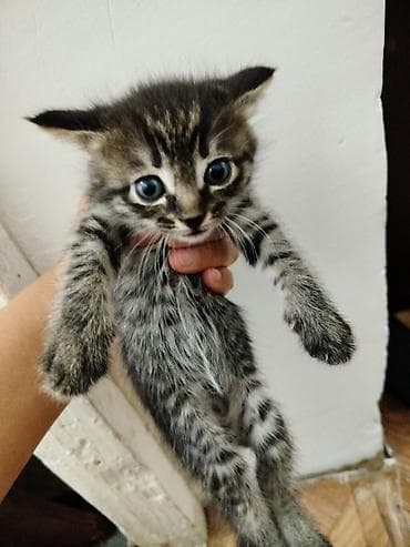 кошк: Отдам котята. Черные котята с голубыми глазками: девочка и мальчик. - — 5