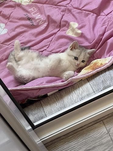 кошка в ош: Скотиш Страйт (Шотландская прямоухая), 1 месяц, Девочка, Серебристая шиншилла, Приучена к лотку, Проглистована — 1