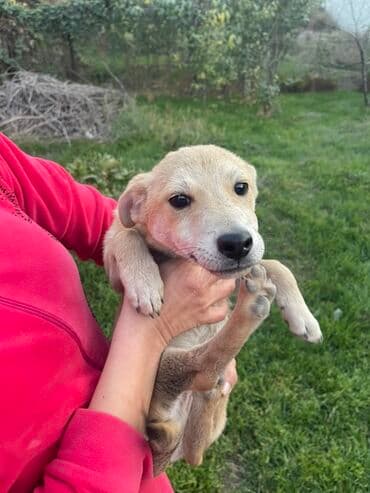 Отдам щенка в хорошие руки ! at lalafo.kg Отдам щенка в хорошие руки !