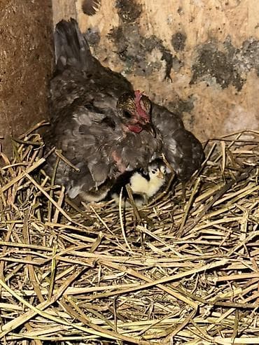 купить александрийского попугая: Продаю | Куры | Домашняя | Для разведения — 4