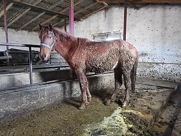ящик металлический: Продаю | Конь (самец) | Для разведения | Мерин — 3