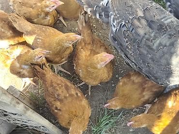 малёк рыбы: Продаю | Куры | Несушки — 3