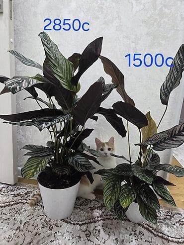 кала: Декабрист оранжевый на подвое кактуса + калатея украшенная (два — 8