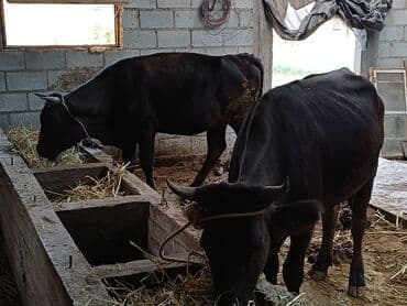 бык оптом: 2 года Алатоо парода,, первый атёл — 1