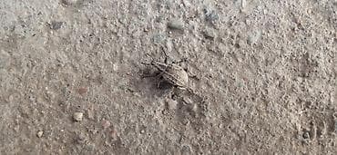 перья: Насекомое (долгоносик), живой образец для энтомологических наблюдений — 1