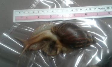 Грызуны: Ахатины .разного возраста .Проглистованы.Здоровые.Активные. Есть4 — 4