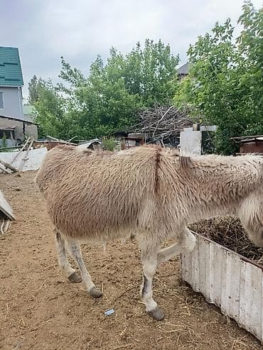не пригодился: Ослы (молодняк и взрослые), домашнее разведение 6 штук Описание: - — 7