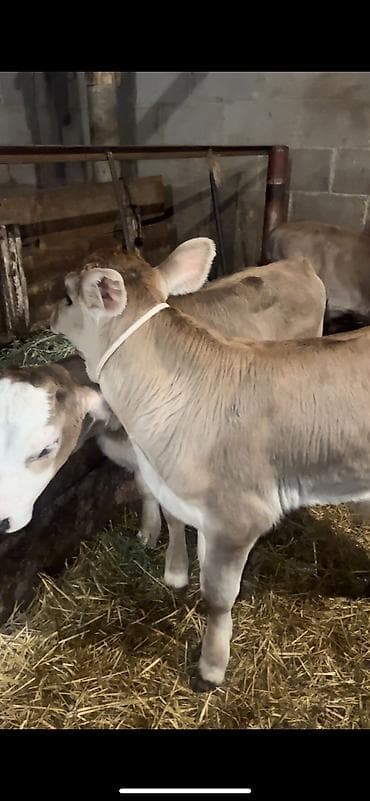племенные телки: Продаю | Корова (самка), Бык (самец) — 1