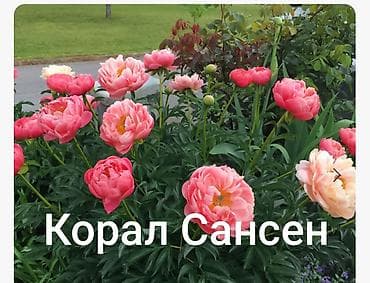чайные розы: Корни пиона из Голландии по три почки Сорт Корал Сансен Поставка — 3