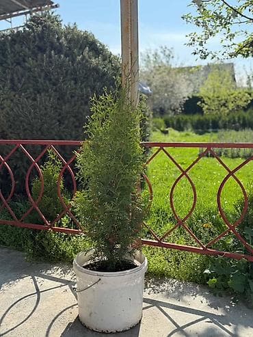 4 pot: Туя колоновидная - Высота растений на фото: примерно 100 см -120-130 — 3
