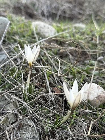 Уруктар жана көчөттөр: Продается участок 8соток Арча-Бешик ул.Кен-Кол Рядом школа.дет — 1