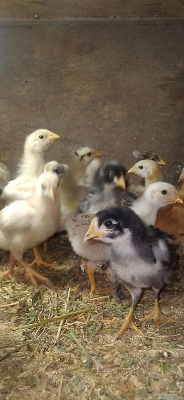 А/ч жаныбарларын сатам: Сатам | Балапандар — 5