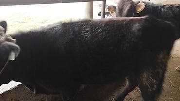 дом животные: Продаю | Тёлка | На откорм | Привязанные — 1