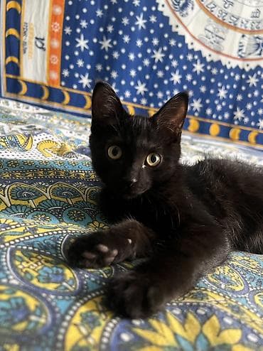 лысые котята: 4 месяца, Мальчик, С прививками — 4