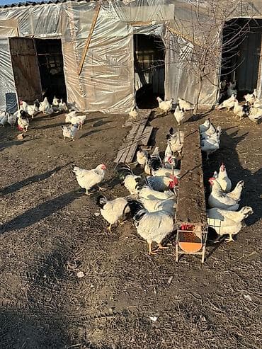 Грызуны: Продаю кур породы Адлер. 50 голов. Стабильно дают по 30 яиц. 100% — 5