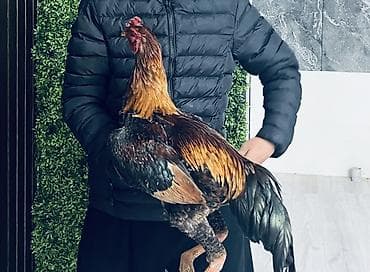 кольца для голубей: Продаю | Петух | Бойцовая | Для разведения — 1