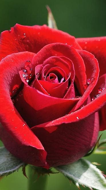 Айыл чарба: Ищу себе напарницу швею ученицу — 1