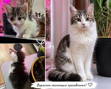 Кошки: Кошка даром: Беспородная, 1 месяц, Мальчик, Приучена к лотку — 3