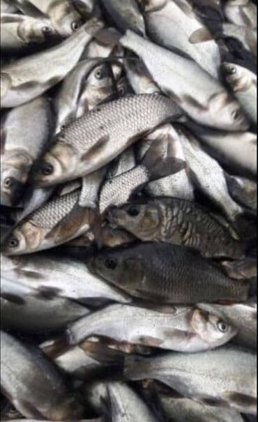 продаю рыбы: Продаю малёк карп амур толстолоб от15грам до40 грам и есть в наличии — 1