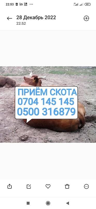 Частное лицо, Колбасный цех : Коровы, быки, Лошади, кони, | Круглосуточно, Любое состояние, Забитый at lalafo.kg Частное лицо, Колбасный цех : Коровы, быки, Лошади, кони, | Круглосуточно, Любое состояние, Забитый