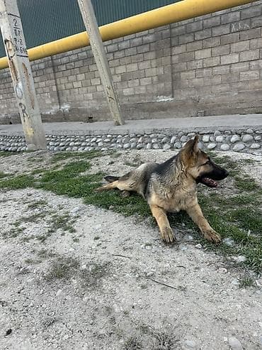 овчарка токмок: Немис овчаркасы, 4 айлык, Эркек, Эмделген — 1