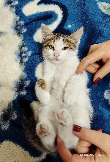 мейн кун котята: Кошка даром: Беспородная, 2 месяца, Мальчик — 1