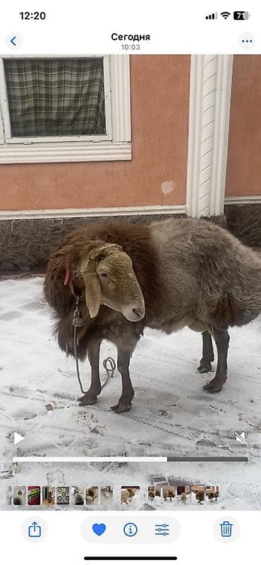 Продаю | Баран (самец) | Арашан | Для разведения | Ярка