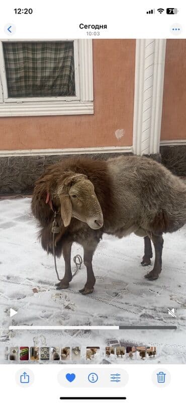 куплю овцы: Продаю | Баран (самец) | Арашан | Для разведения | Ярка — 1