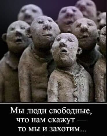 сиямские кошки: Вязка: Скотиш Страйт (Шотландская прямоухая), Мальчик, 5 лет, С прививками, Серый — 9