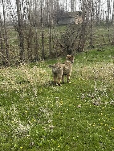 чёрная овчарка: Алабай, 3 месяца, Самец — 1