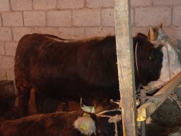 эркек торпоктор сатылат: Сатам | Бука (эркек) | Аргын | Бордоп семиртүү үчүн | Байланган — 2