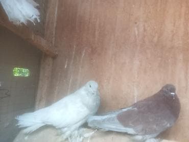 Павлины-голуби (декоративные) с богатым оперением - Порода