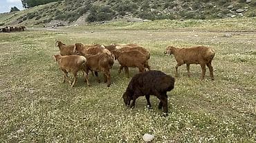 Продаю | Овца (самка) | Для разведения | Ярка