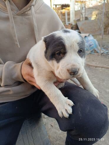 купить охотничью собаку дратхаар: Готовятся к продаже щенки алабая.родились 1 ноября.мальчики и — 8