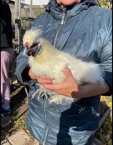 купить яйцо инкубационное: Продаю Китайских шелковых кур молодые 8-10 месяцев, спокойные — 1