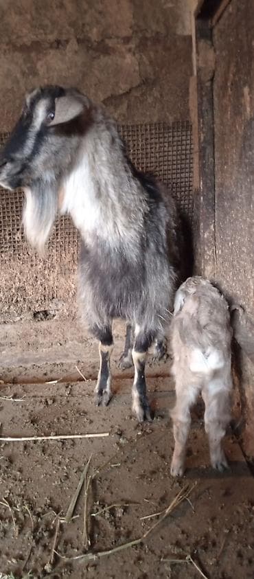 уй животный: Продаю | Коза (самка) | Для разведения — 1