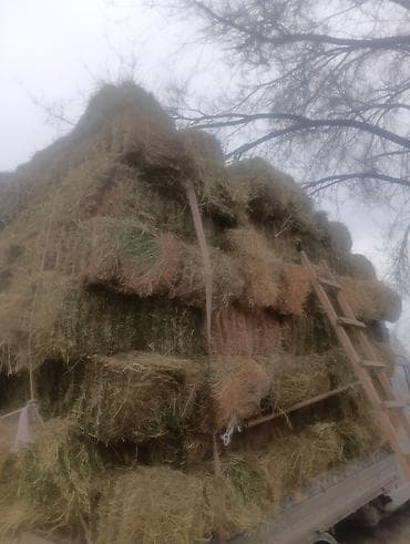 початки кукуруза: Сено в тюках - Прессованные прямоугольные тюки, удобны для хранения и — 1