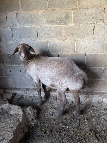 Собаки: Продаю | Овца (самка) | Для разведения | Матка — 2