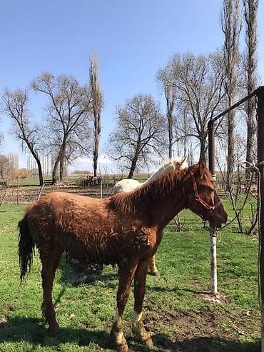 порода алабай: Продаю | Жеребец | Для разведения | Племенные — 6