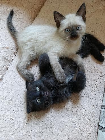 Кошки: Скотиш Фолд (Шотландская вислоухая), 2 месяца, Девочка — 9