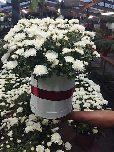 Үй жана бакча: Көчөттөр — 6
