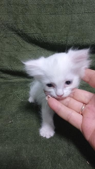 black cat: 2 месяца, Девочка, Приучена к лотку — 3