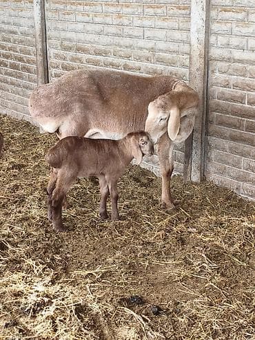 беркут птица: Продаю | Овца (самка) | Для разведения | Матка — 5