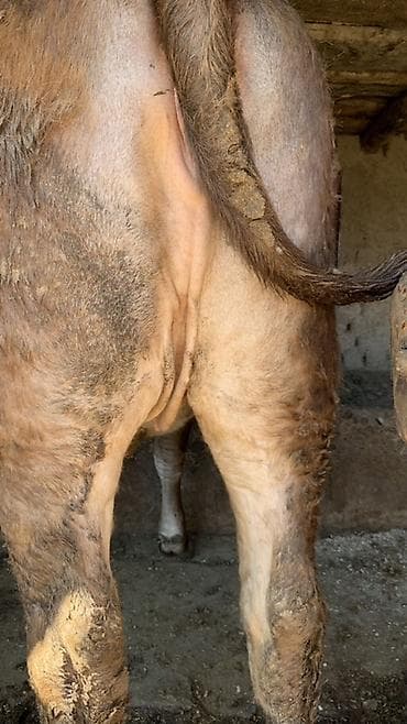 кошка породистый: Продаю | Тёлка | Швицкая | Для разведения, Для молока | Не стельные — 3