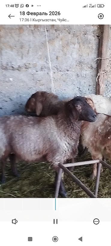 Продаю | Овца (самка) | Полукровка | Для разведения | Котные at lalafo.kg Продаю | Овца (самка) | Полукровка | Для разведения | Котные