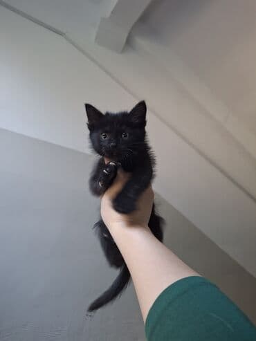 сколько стоит британская короткошёрстная кошка: 2 месяца, Мальчик — 3