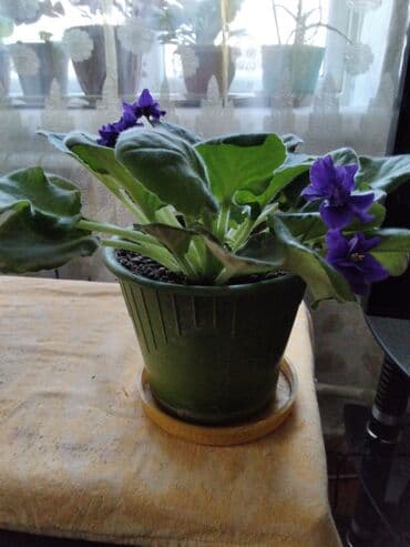 укорененные листики фиалок: Продаю комнатные фиалки, взрослые — 2