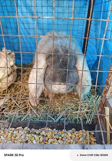 марской свинка: Кролик породы вислоухий (карликовый/декоративный тип). Окрас — 2